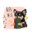ゆるかわ！チワワの日常スタンプ（個別スタンプ：12）