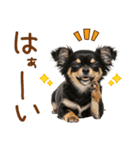 ゆるかわ！チワワの日常スタンプ（個別スタンプ：13）