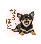 ゆるかわ！チワワの日常スタンプ（個別スタンプ：20）
