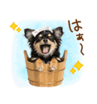 ゆるかわ！チワワの日常スタンプ（個別スタンプ：21）