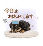 ゆるかわ！チワワの日常スタンプ（個別スタンプ：24）
