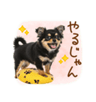 ゆるかわ！チワワの日常スタンプ（個別スタンプ：30）