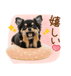 ゆるかわ！チワワの日常スタンプ（個別スタンプ：34）