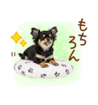 ゆるかわ！チワワの日常スタンプ（個別スタンプ：35）