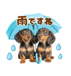 梅雨初夏♡ダックス（個別スタンプ：1）
