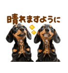 梅雨初夏♡ダックス（個別スタンプ：2）