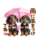 梅雨初夏♡ダックス（個別スタンプ：3）