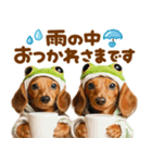 梅雨初夏♡ダックス（個別スタンプ：4）