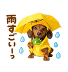 梅雨初夏♡ダックス（個別スタンプ：5）