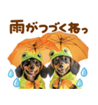 梅雨初夏♡ダックス（個別スタンプ：6）