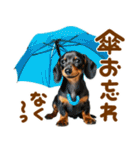 梅雨初夏♡ダックス（個別スタンプ：7）