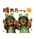 梅雨初夏♡ダックス（個別スタンプ：9）