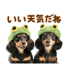 梅雨初夏♡ダックス（個別スタンプ：10）