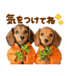 梅雨初夏♡ダックス（個別スタンプ：12）