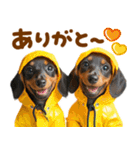 梅雨初夏♡ダックス（個別スタンプ：19）