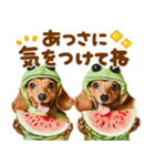 梅雨初夏♡ダックス（個別スタンプ：23）