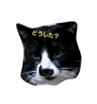 Kyodaineko（個別スタンプ：1）