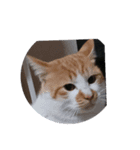 Kyodaineko（個別スタンプ：3）