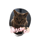 Kyodaineko（個別スタンプ：4）
