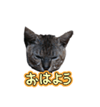 Kyodaineko（個別スタンプ：5）