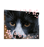 Kyodaineko（個別スタンプ：6）