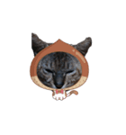 Kyodaineko（個別スタンプ：7）