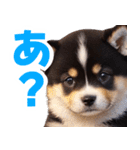 可愛く煽る柴犬☆黒（個別スタンプ：1）