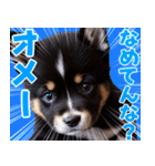 可愛く煽る柴犬☆黒（個別スタンプ：2）