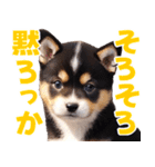 可愛く煽る柴犬☆黒（個別スタンプ：4）