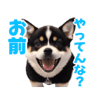可愛く煽る柴犬☆黒（個別スタンプ：6）