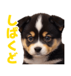 可愛く煽る柴犬☆黒（個別スタンプ：8）