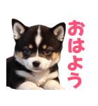 可愛く煽る柴犬☆黒（個別スタンプ：9）