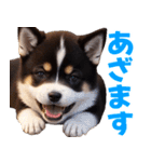 可愛く煽る柴犬☆黒（個別スタンプ：10）