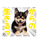 可愛く煽る柴犬☆黒（個別スタンプ：11）