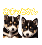 可愛く煽る柴犬☆黒（個別スタンプ：12）