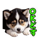 可愛く煽る柴犬☆黒（個別スタンプ：13）