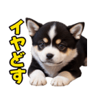 可愛く煽る柴犬☆黒（個別スタンプ：14）