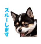 可愛く煽る柴犬☆黒（個別スタンプ：15）