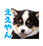 可愛く煽る柴犬☆黒（個別スタンプ：16）