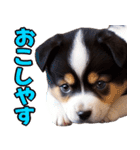 可愛く煽る柴犬☆黒（個別スタンプ：17）