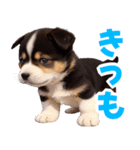 可愛く煽る柴犬☆黒（個別スタンプ：18）