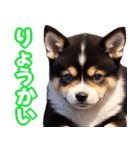 可愛く煽る柴犬☆黒（個別スタンプ：19）