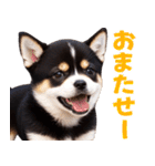 可愛く煽る柴犬☆黒（個別スタンプ：20）