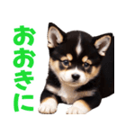 可愛く煽る柴犬☆黒（個別スタンプ：22）