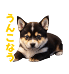 可愛く煽る柴犬☆黒（個別スタンプ：23）