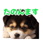 可愛く煽る柴犬☆黒（個別スタンプ：24）
