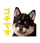 可愛く煽る柴犬☆黒（個別スタンプ：26）
