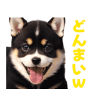 可愛く煽る柴犬☆黒（個別スタンプ：28）