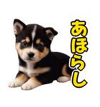 可愛く煽る柴犬☆黒（個別スタンプ：29）