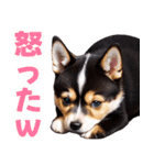 可愛く煽る柴犬☆黒（個別スタンプ：30）
